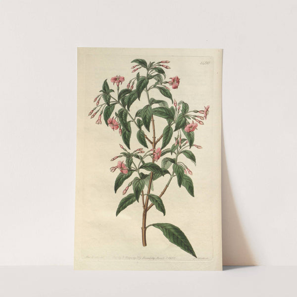 Rod-branched Fuchsia (1815-1819) by Sydenham Edwards