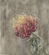 Rode chrysant