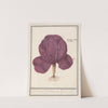 Rode kool (Brassica oleracea convar. capitata var. rubra) Rooden Cauwel. Brassica rubra. Choux rouge (1596-1610) by Anselmus Boëtius de Boodt