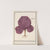 Rode kool (Brassica oleracea convar. capitata var. rubra) Rooden Cauwel. Brassica rubra. Choux rouge (1596-1610) by Anselmus Boëtius de Boodt