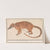 Rode neusbeer of coatimundi (Nasua nasua) Mus indicus (1596-1610) by Anselmus Boëtius de Boodt