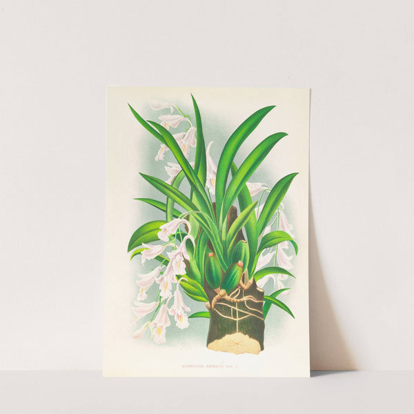 Rodriguezia refracta by Jean Jules Linden