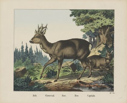 Roe (1829-1880)
