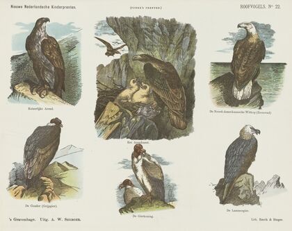 Roofvogels (1875-1919)