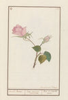 Roos (Rosa)