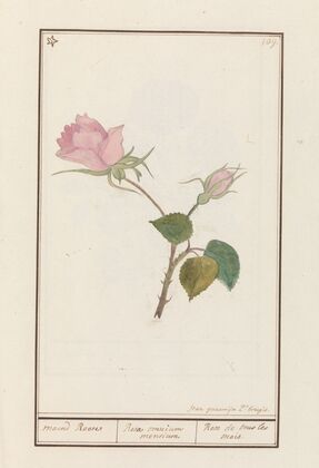 Roos (Rosa)