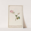 Roos (Rosa) maend Roose Rosa omnium mensium Rose de tous les mois (1596-1610) by Anselmus Boëtius de Boodt