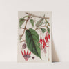 Rooting Fuchsia (1815-1819) by Sydenham Edwards