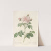 Rosa Alba Regalis by Pierre Joseph Redouté