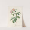 Rosa Alpina Flore Variegato by Pierre Joseph Redouté