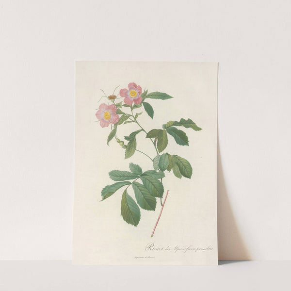Rosa Alpina Flore Variegato by Pierre Joseph Redouté