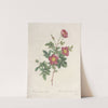 Rosa Alpina Vulgaris by Pierre Joseph Redouté