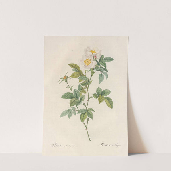 Rosa Andegavensis by Pierre Joseph Redouté