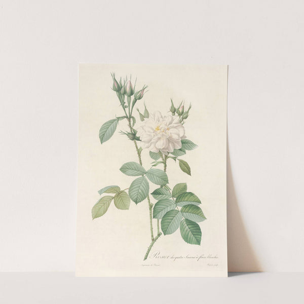 Rosa Bifera Alba by Pierre Joseph Redouté