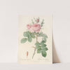 Rosa bifera Officinalis (1817 - 1824) by Pierre Joseph Redouté