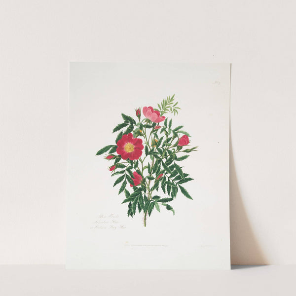 Rosa blanda by Mary Lawrance