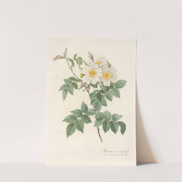 Rosa Brevistyla Leucochroa by Pierre Joseph Redouté
