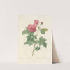 Rosa Canina Burboniana by Pierre Joseph Redouté