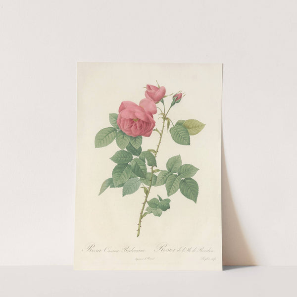 Rosa Canina Burboniana by Pierre Joseph Redouté