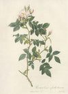 Rosa Canina Nitens