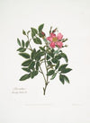 Rosa cardina