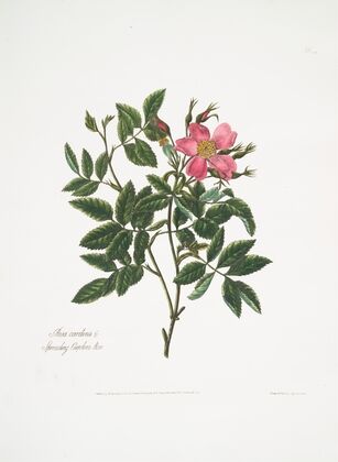 Rosa cardina