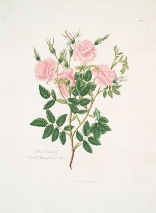 Rosa Carolina