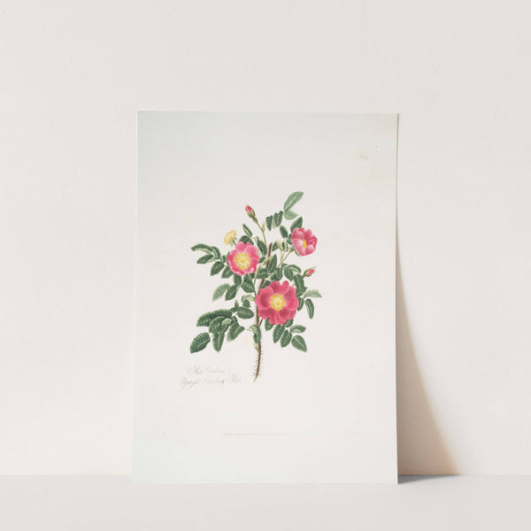 Rosa carolina3 by Mary Lawrance