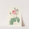 Rosa Centifolia Bullata by Pierre Joseph Redouté