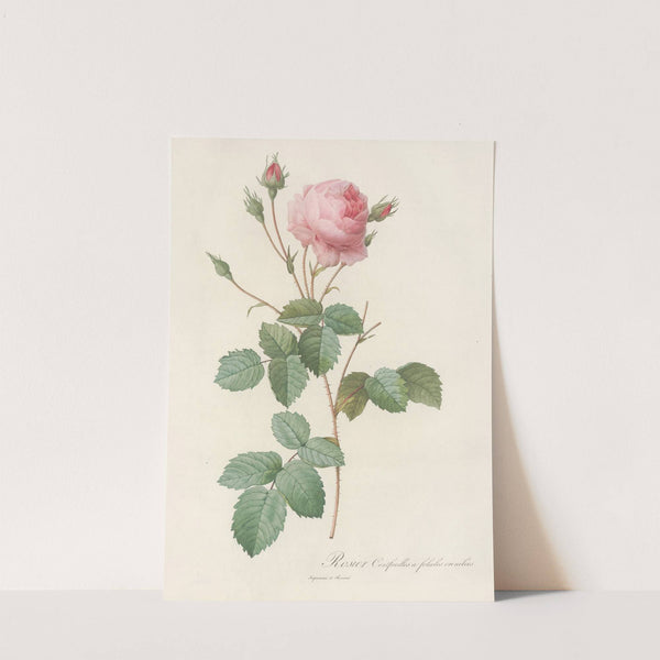 Rosa Centifolia Crenata by Pierre Joseph Redouté