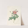 Rosa Centifolia Simplex by Pierre Joseph Redouté