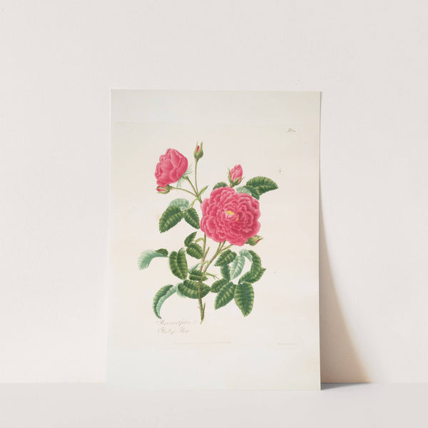 Rosa centifolia2 by Mary Lawrance