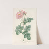 Rosa Damascena Aurora by Pierre Joseph Redouté