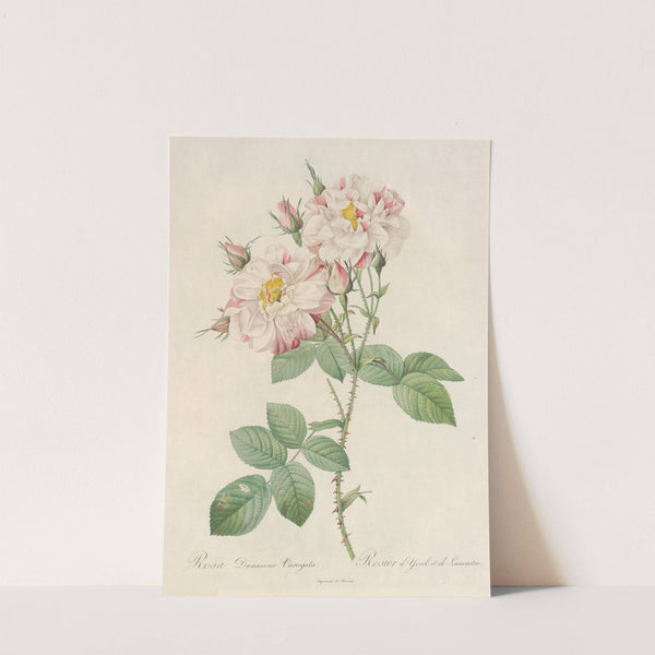 Rosa Damascena Variegata (1817 - 1824) by Pierre Joseph Redouté