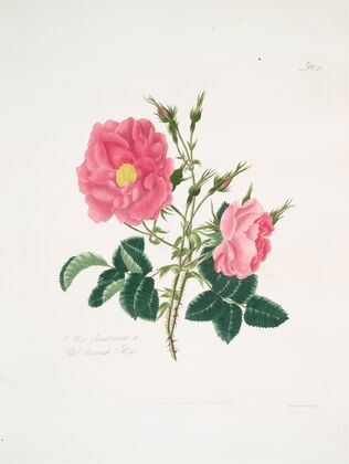 Rosa damascena4