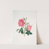 Rosa damascena4 by Mary Lawrance