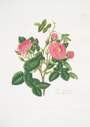 Rosa damascena6