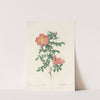 Rosa Eglanteria Sub Rubra by Pierre Joseph Redouté