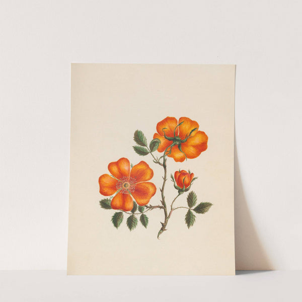 Rosa Eglanteria &#8211; yellow sweet-briar (1789) by R. B. F.