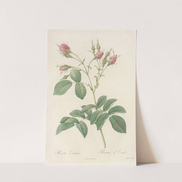 Rosa Evratina by Pierre Joseph Redouté