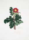 Rosa ferox