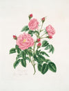 Rosa gallica