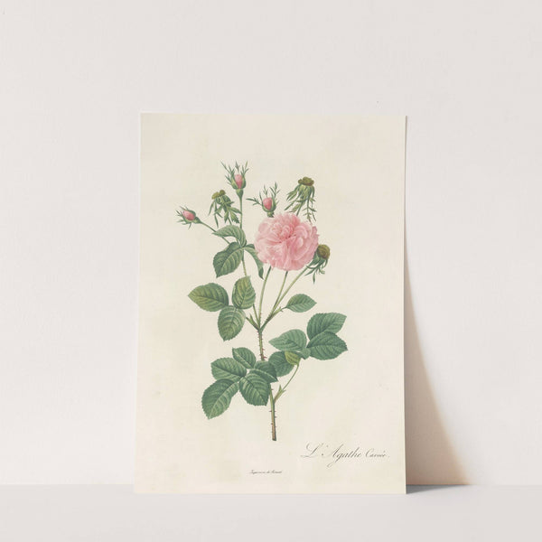 Rosa Gallica Agatha Incarnata by Pierre Joseph Redouté