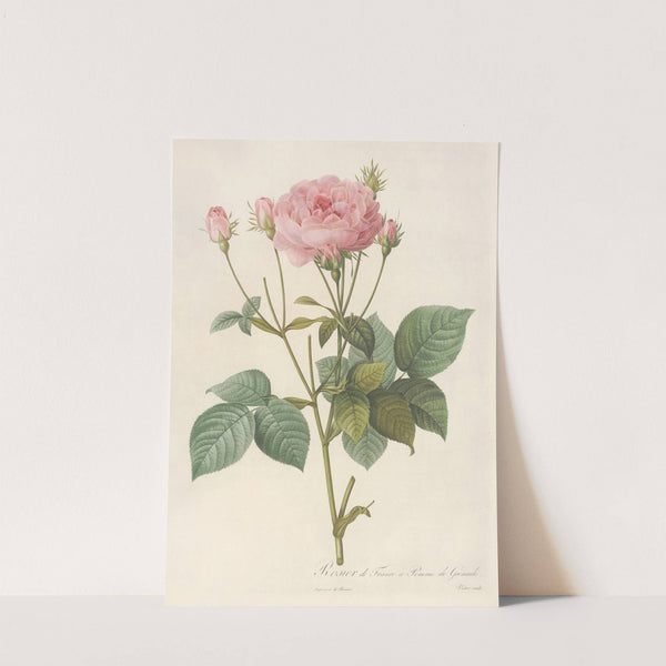 Rosa Gallica Granatus by Pierre Joseph Redouté