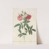 Rosa Hudsoniana Subcorymbosa by Pierre Joseph Redouté