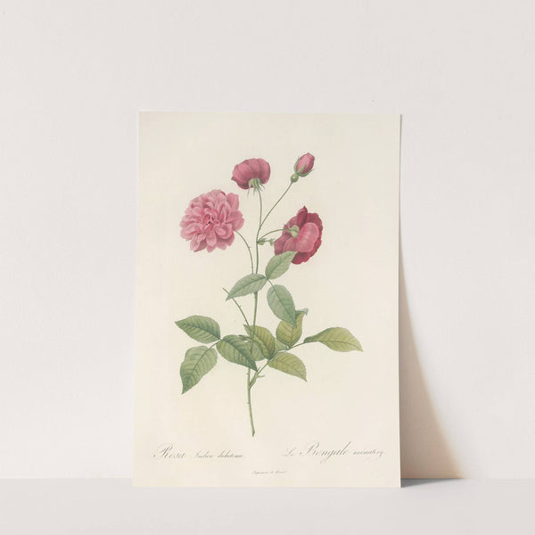 Rosa Indica Dichotoma by Pierre Joseph Redouté
