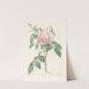 Rosa Indica Fragrans by Pierre Joseph Redouté