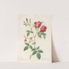 Rosa Indica; Rosier de Chine a fleurs doubles by Pierre Joseph Redouté