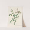 Rosa Indica Subalba by Pierre Joseph Redouté
