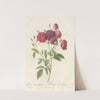 Rosa Indica Subviolacea (1817 - 1824) by Pierre Joseph Redouté